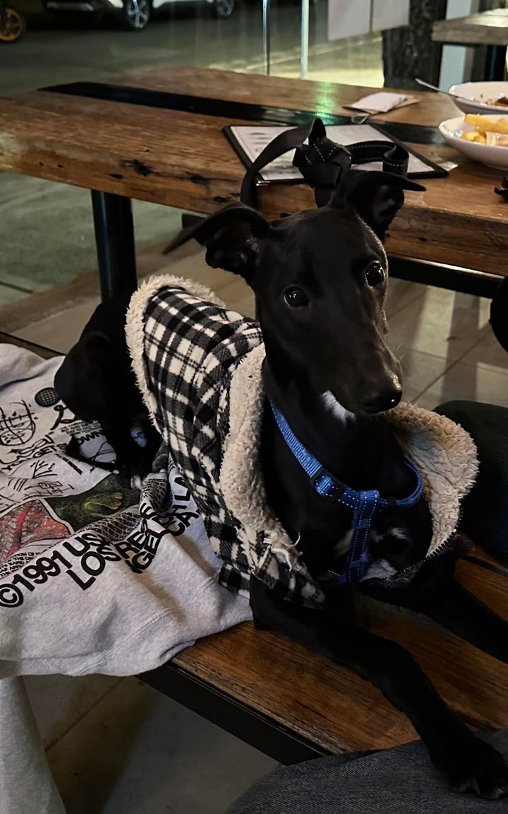 Featured image for “Bring your furry friend along for a paw-some evening on our Bay View Verandah! Tonight, our special guest Ringo stole the show while keeping cozy. Don’t miss out on the fun – leash up your pooch and join us for a tail-wagging good time! #ClubRoseBay #DogFriendlyDining #BayViewVibes #FurryFriendsWelcome”